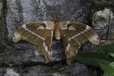Papillon cobra / Cobra moth (Attacus atlas)