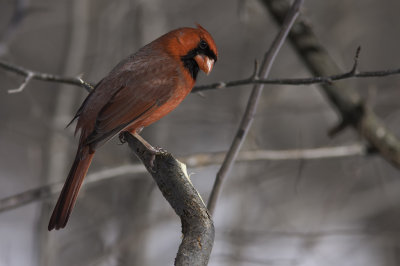 Cardinal rouge / Northern Cardinal (Cardinalis cardinalis)