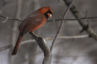 Cardinal rouge / Northern Cardinal (Cardinalis cardinalis)