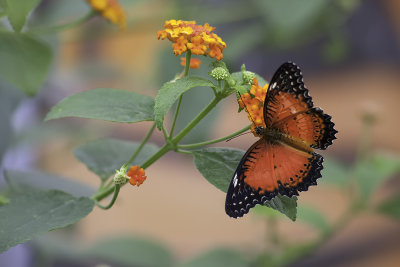 Cthosia biblis / Red Lacewing Butterfly (Cethosia biblis)