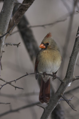 Cardinal rouge / Northern Cardinal (Cardinalis cardinalis)