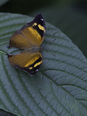 Doleschallia bisaltide / Autumn Leaf Butterfly