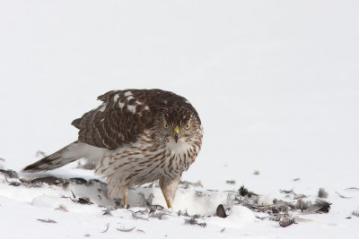 Épervier de Cooper / Cooper's Hawk (Accipiter cooperii)