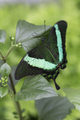 Machaon meraude / Banded peacock (Papilio palinurus)