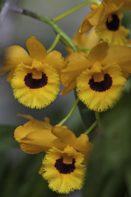 Orchide / Orchid