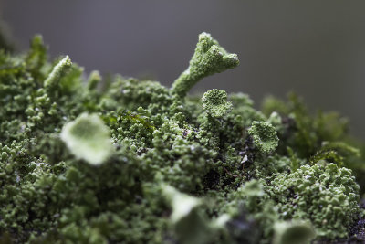 Cladonie fimbrie / Lichen (Cladonia fimbriata)