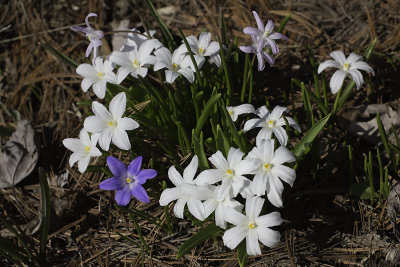 Iphon  une fleur / Spring star (Ipheon uniflorum)