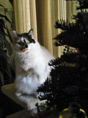 Stella guards the Christmas Tree4561