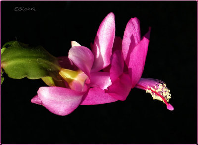 Holiday Christmas Cactus 12-19-12