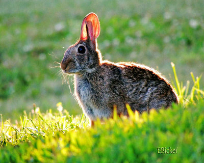 Backyard Bunny 2012