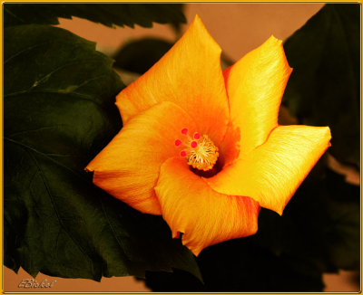 Yellow Hibiscus 2013