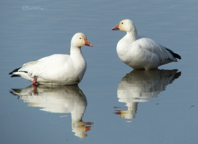 Wounded Geese