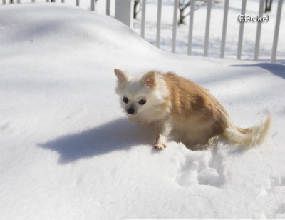 Eight Inches Tall in 26 Inches of Snow 