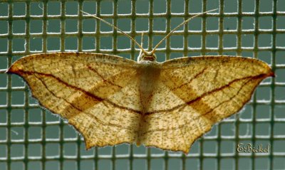 Moth On Screen Door 2006