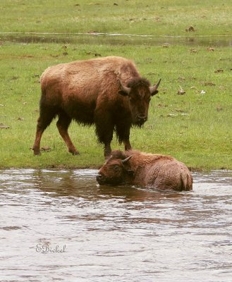 Mama Bison with her Older Calf