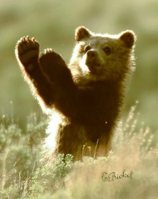 Clap if you're happy...
