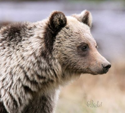Just a Grizzly