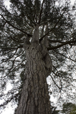 17770_Arley Arboretum Crimean Pine.jpg