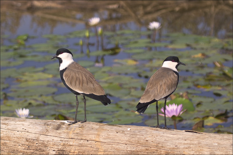 Spur-Winged Plovers at Safari Park.jpg