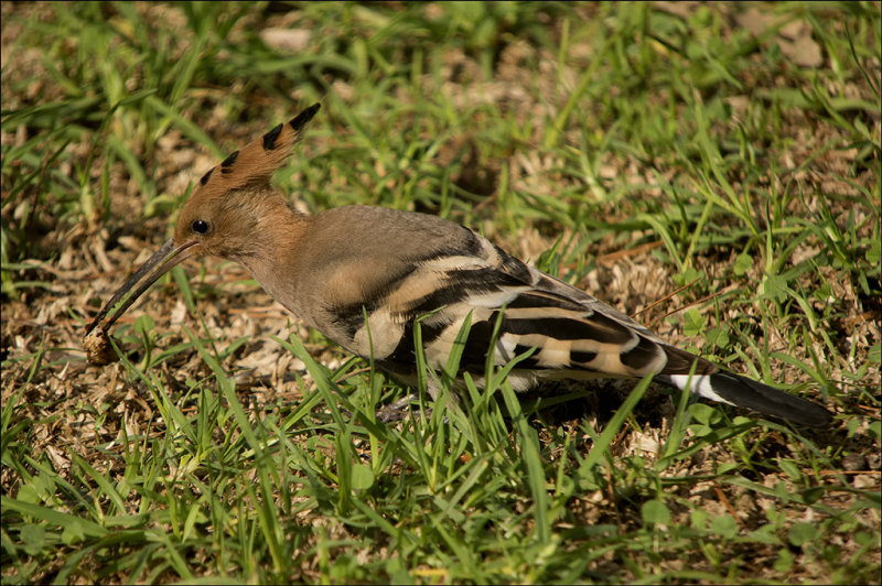 Hoopie collecting food for the winter