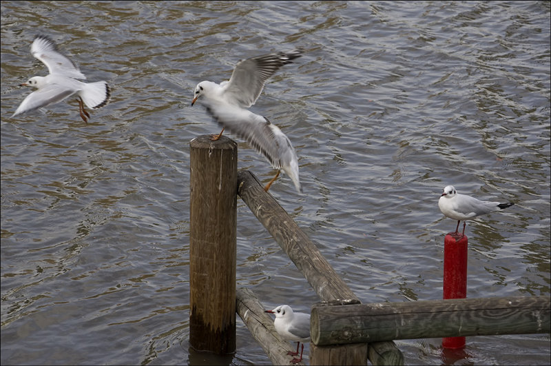 Pecking Order.jpg