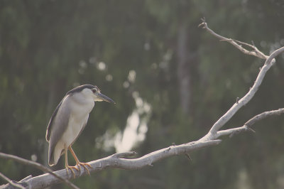 Night Heron along the River.jpg