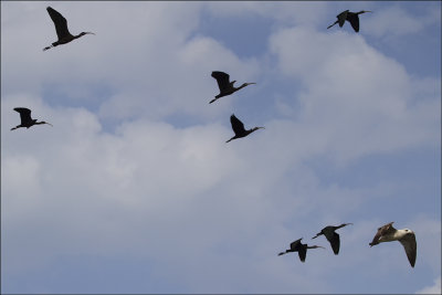 7 Glossy Ibis with one Seagull.jpg
