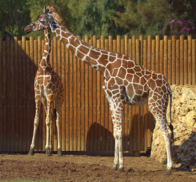A mother's love at Safari Park