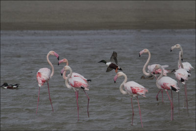 Flamingos at Maayan Tzvi.jpg