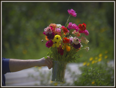 Self-Picking Flowers in Mishmar Hasharon
