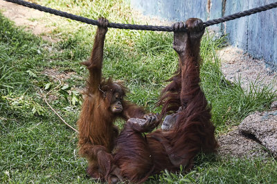 New Arrival at Safari Park playing with Mum.jpg