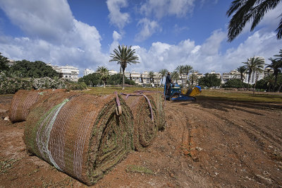 New Grass in Kikar Hamedina.jpg