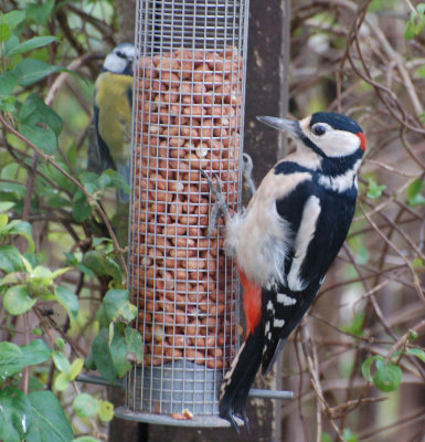 Great spotted Woodpecker - male