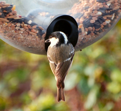 Coal tit.