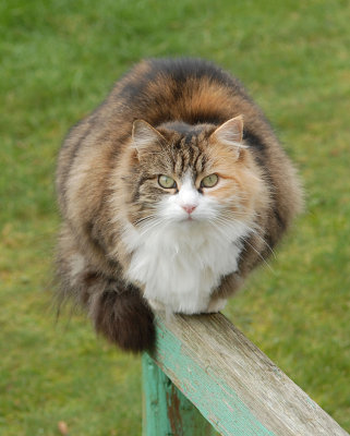 Cat on the fence.