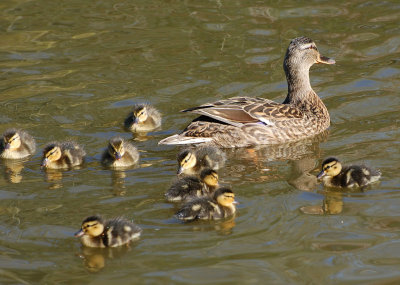 Mum and her babies.