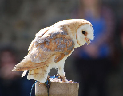 Worzel - the Barn Owl.