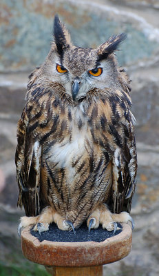 Hoo Hoo the Eagle Owl.