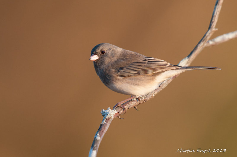 Dark-eyed Junco