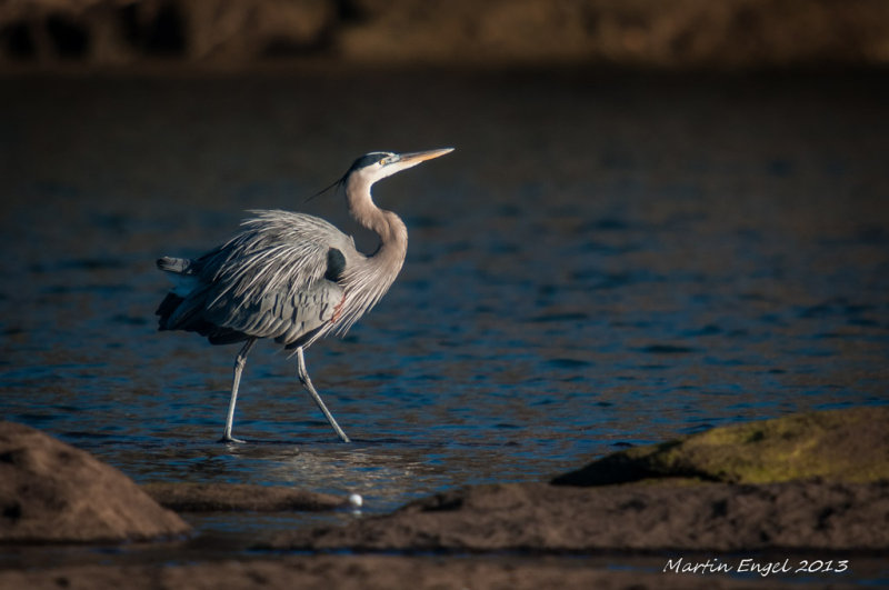 Great Blue Heron