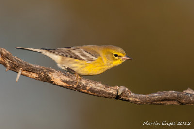 Palm Warbler