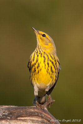 Palm Warbler