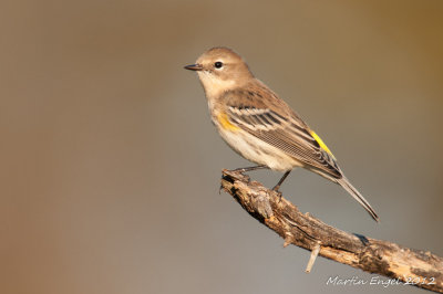 Yellow-rumped Warbler