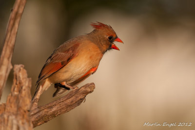 Northern Cardinal