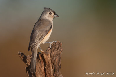 Tufted Titmouse