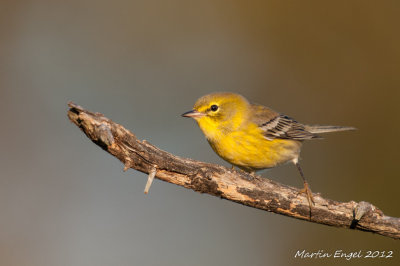 Pine Warbler