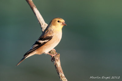 American Goldfinch