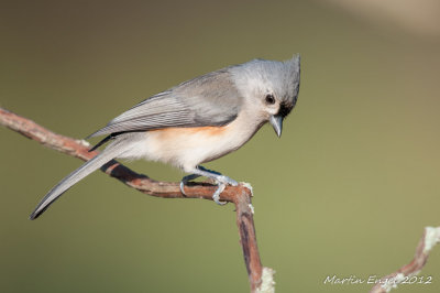 Tufted Titmouse