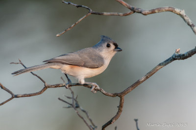 Tufted Titmouse