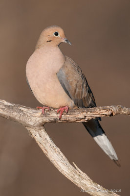 Mourning Dove